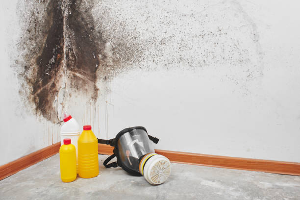 Mold Removal and Inspection in St Francisville, LA