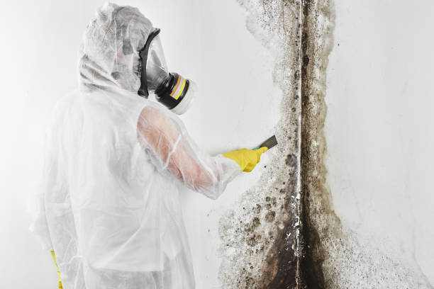 Trusted St Francisville, LA Mold Removal Experts