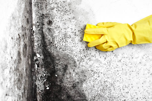 Best Mold Testing  in St Francisville, LA