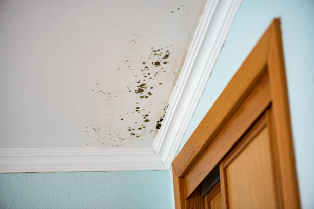 Best Mold Cleaning Services  in St Francisville, LA