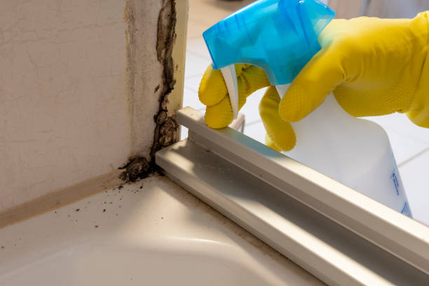 Best Black Mold Removal  in St Francisville, LA