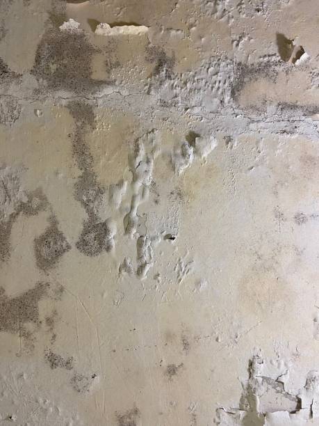 Best Office Mold Removal Services  in St Francisville, LA