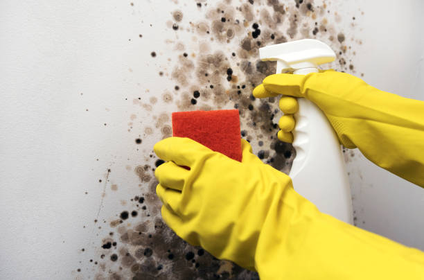 Best Mold Damage Repair  in St Francisville, LA