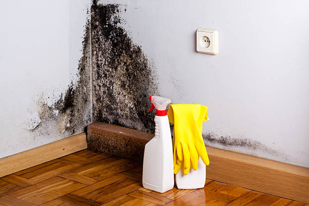 Best Home Mold Removal  in St Francisville, LA