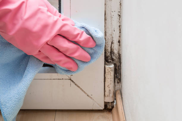 Best Attic Mold Removal  in St Francisville, LA